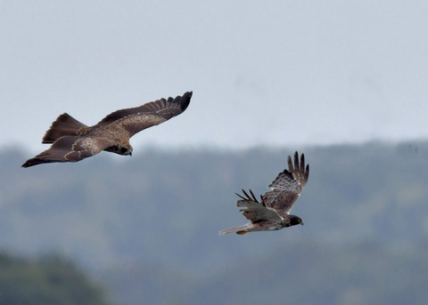 ズグロチュウヒ3119