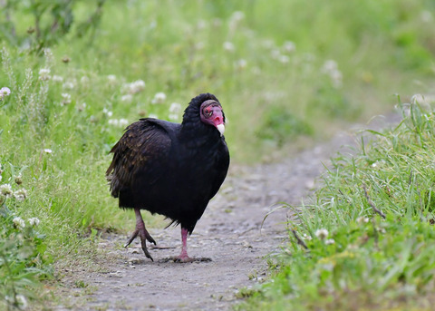 ヒメコンドル0665