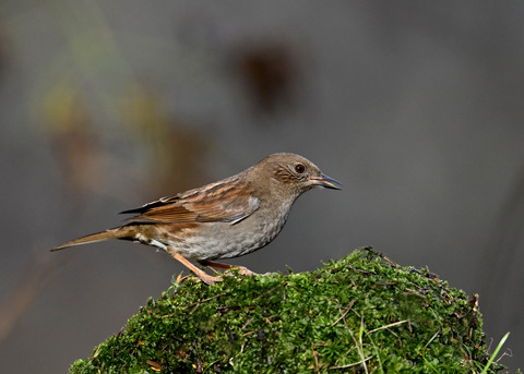 カヤクグリ5436