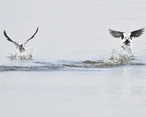 飛ぶミコアイサ♂4967