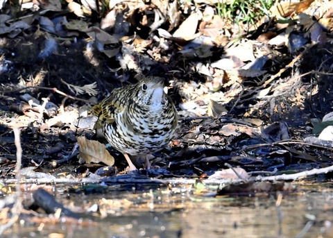 トラツグミ7076