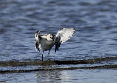 ミユビシギ幼羽8877
