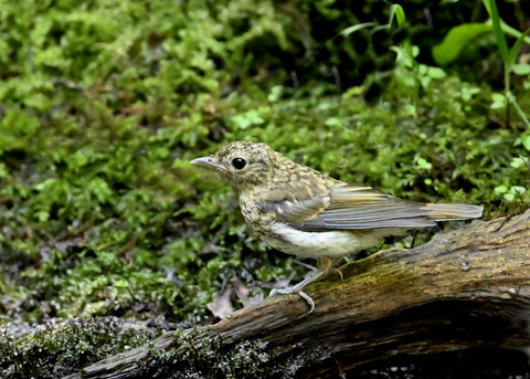 キビタキ幼鳥9082