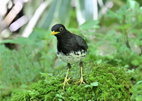 クロツグミ♂4188