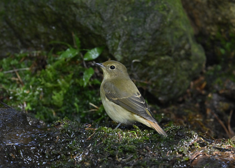 キビタキ♀3241