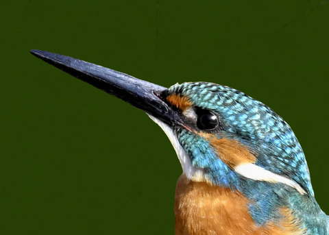 カワセミ♂6000
