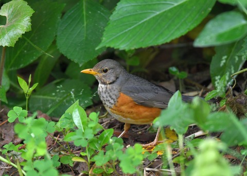 カラアカハラ若♂3605