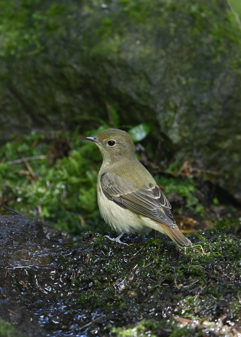 キビタキ♀3255