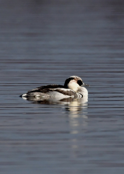 ミコアイサ♂9093