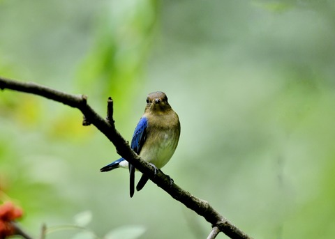 オオルリ♂若鳥0564