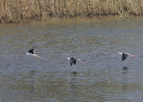 飛ぶ・セイタカシギ0249