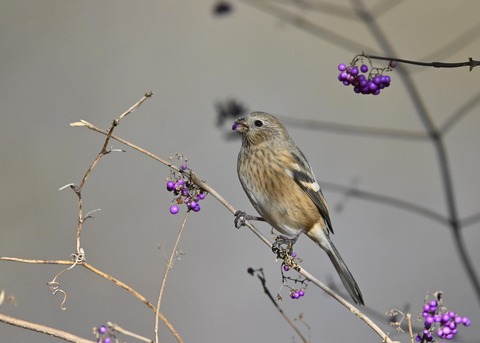 ベニマシコ♀0954