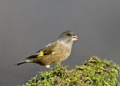 オオカワラヒワ7408