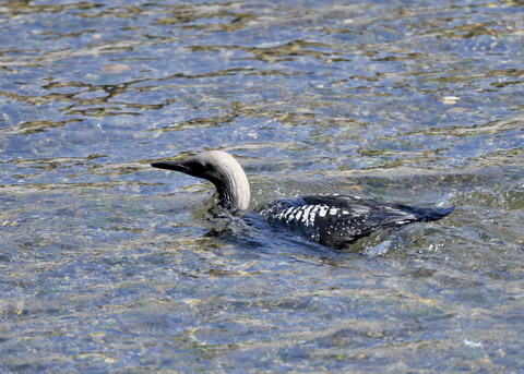 シロエリオオハム夏羽8826