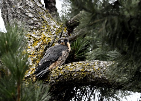 ハヤブサのヒナ①3754