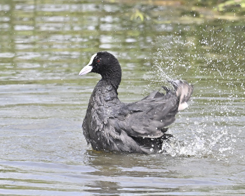 オオバンの水浴び7306