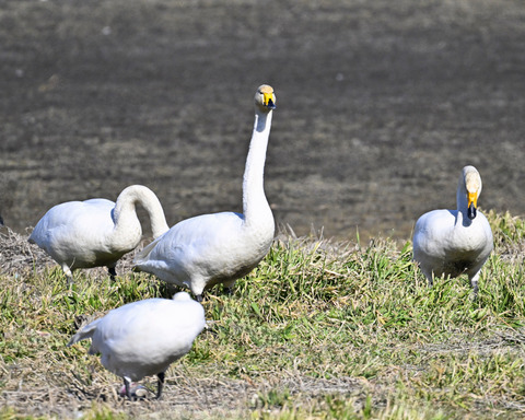 オオハクチョウ3068-1-1