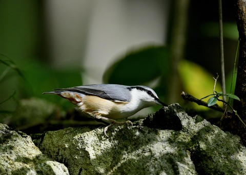 ゴジュウカラ0366