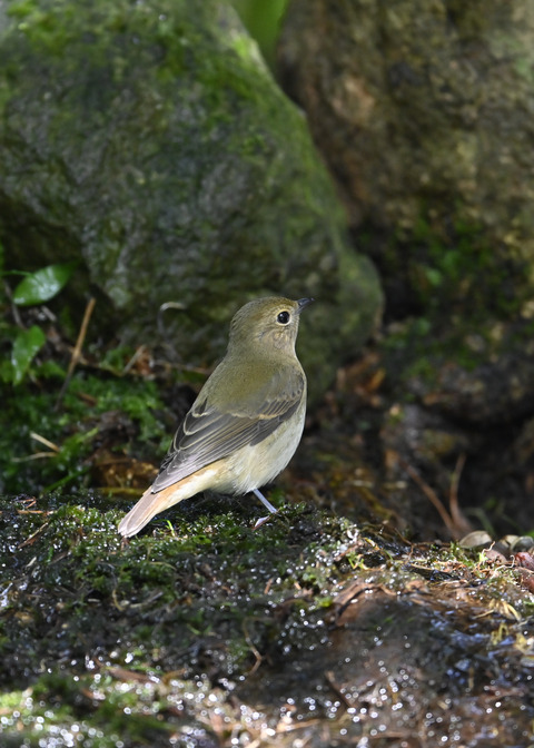 キビタキ♀3235