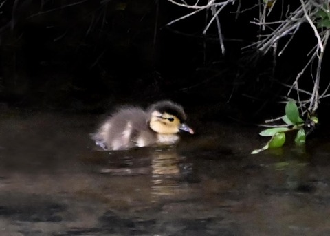 オシドリのヒナ6039