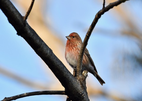 オオマシコ♀5524