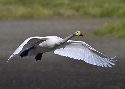 オオハクチョウ4063
