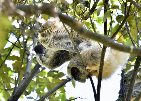 トラフズクのヒナ0212