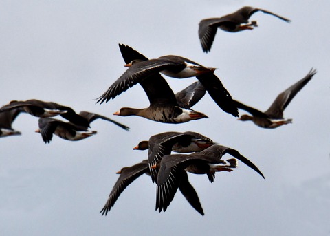 飛ぶ・マガン4260