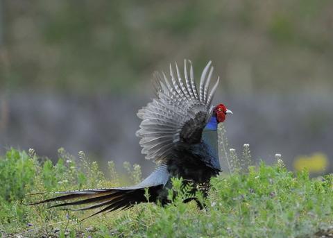 羽広る・キジ♂0192◎
