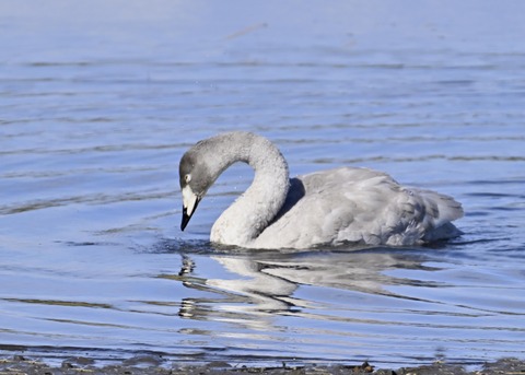 オオハクチョウ幼鳥3127