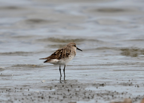 コシジロウズラシギ6322