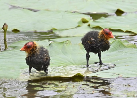 オオバンのヒナ7287