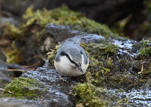 ゴジュウカラ9285