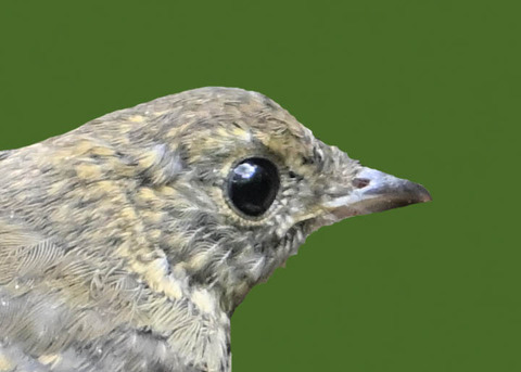 オオルリ♀幼鳥0001