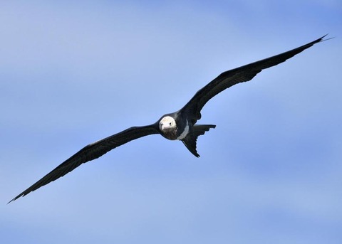 オオグンカンドリ0379