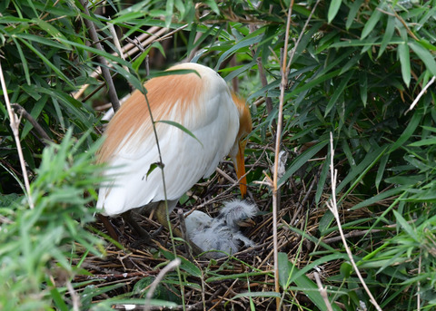 アマサギ7820