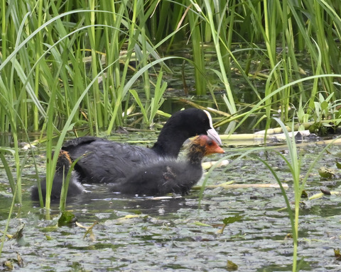 オオバンの親子6183