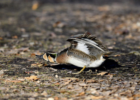 トモエガモ♂2175