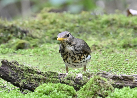 クロツグミ♀1076