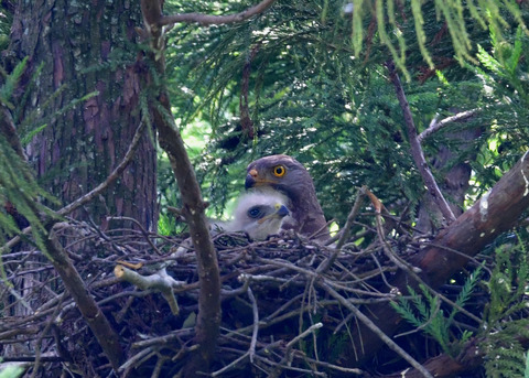 サシバ♂とヒナ7391