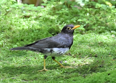 クロツグミ♂3853