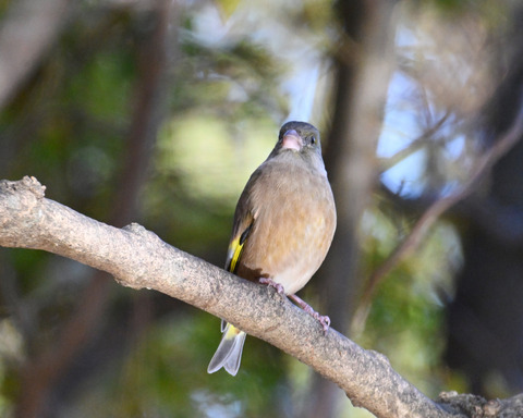 オオカワラヒワ7562