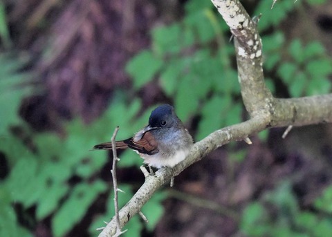サンコウチョウ幼鳥9419