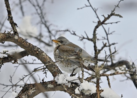 ノハラツグミ1341