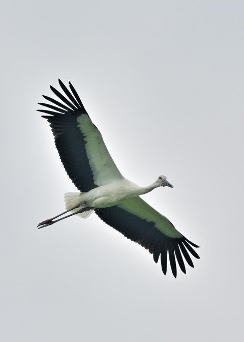 コウノトリ2376