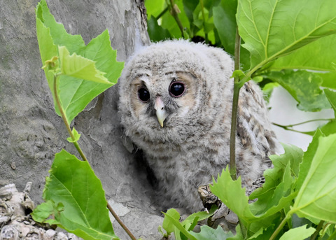 フクロウの雛6197