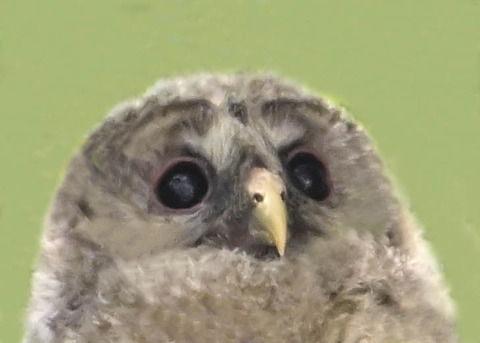 フクロウのヒナ7001