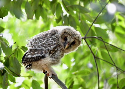 フクロウのヒナ③3557
