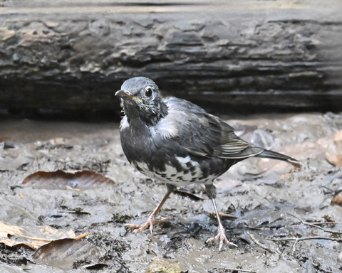 マミジロ♂幼鳥3735