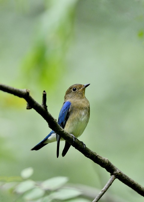 オオルリ♂若鳥0688